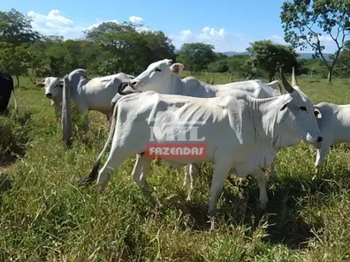 Fazenda/Sítio à venda, 249m² no , Buritis