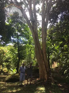 Fazenda/Sítio com 3 Quartos à venda, 7270m² no Área Rural de Macaé, Macaé