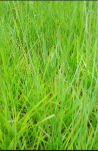 Fazenda/Sítio à venda, 385000m² no Palmital de Minas, Cabeceira Grande