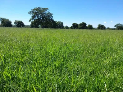 Fazenda/Sítio com 4 Quartos à venda, 2420000m² no Vila Santa Terezinha, Inhumas