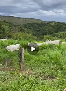 Fazenda/Sítio à venda no Planaltina, Brasília