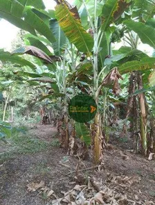 Fazenda/Sítio à venda, 1306800m² no , 
