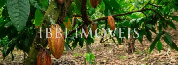 Fazenda/Sítio com 20 Quartos à venda, 700m² no , Belmonte