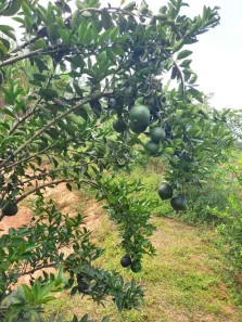 Fazenda/Sítio com 2 Quartos à venda, 5000m² no , Gameleira de Goiás