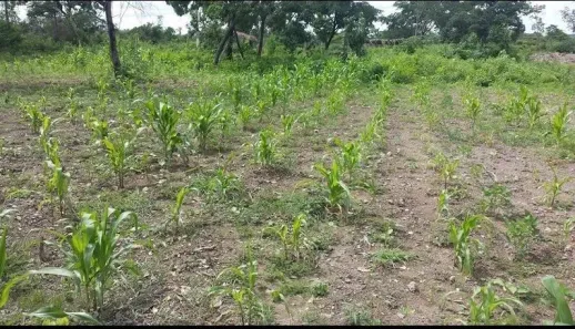 Lote/Terreno à venda, 100000m² no , Lagoa do Piauí