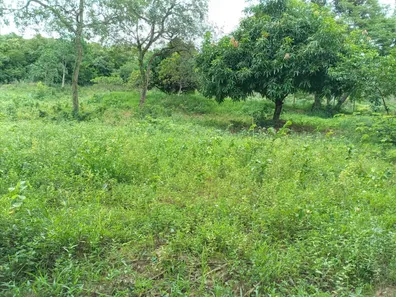 Fazenda/Sítio com 1 Quarto à venda, 20000m² no Serra do Cipó, Santana do Riacho