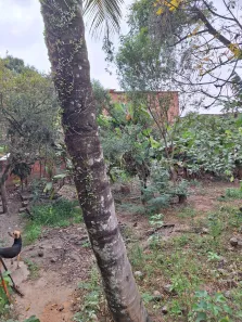 Fazenda/Sítio com 3 Quartos à venda, 156m² no Campo Grande, Rio de Janeiro