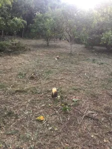 Lote/Terreno à venda, 8594m² no Centro, Viamão