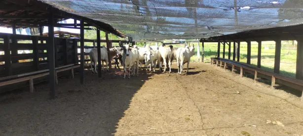 Fazenda/Sítio à venda, 300m² no Centro, Itapecuru Mirim