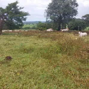 Fazenda/Sítio com 2 Quartos à venda, 100m² no , Itaberaí