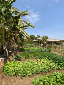 Fazenda/Sítio com 4 Quartos à venda, 15000m² no Condomínio Mestre D'Armas, Brasília