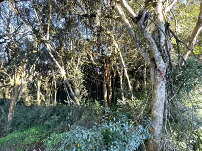 Lote/Terreno à venda, 389m² no Cruzeiro, Caxias do Sul
