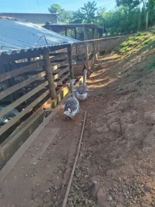 Fazenda/Sítio com 3 Quartos à venda, 24000m² no , Nerópolis