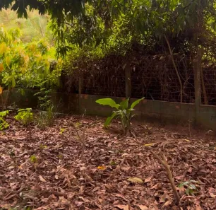 Fazenda/Sítio com 4 Quartos à venda, 12000000m² no Centro, Altos