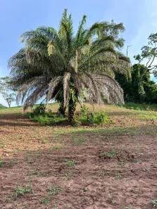 Fazenda/Sítio à venda, 7500000m² no Trevo do José Rosário, Leopoldo de Bulhões