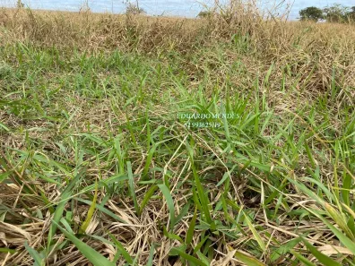 Fazenda/Sítio com 3 Quartos à venda, 145200m² no , Gameleira de Goiás