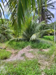Fazenda/Sítio com 3 Quartos para alugar, 380000m² no , São José de Mipibu