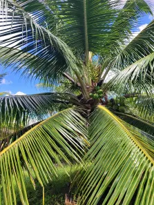 Fazenda/Sítio com 3 Quartos para venda ou aluguel, 380000m² no , São José de Mipibu