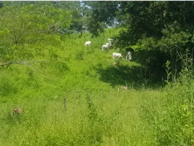 Fazenda/Sítio com 4 Quartos à venda, 150000m² no Vila Jayara, Anápolis