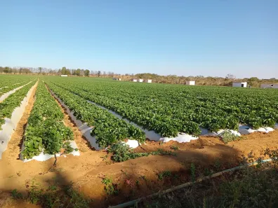 Fazenda/Sítio com 3 Quartos à venda, 220000m² no , Brasília