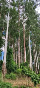 Fazenda/Sítio com 1 Quarto à venda, 30m² no Área Rural de Pratânia, Pratânia