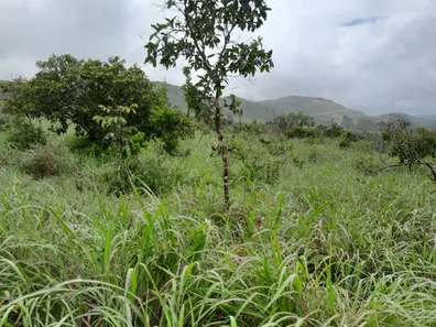 Fazenda/Sítio com 2 Quartos à venda, 280000m² no , Padre Bernardo
