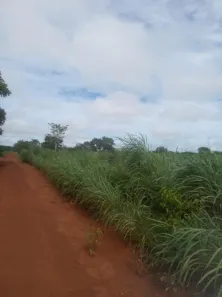 Fazenda/Sítio à venda, 50m² no , Pium