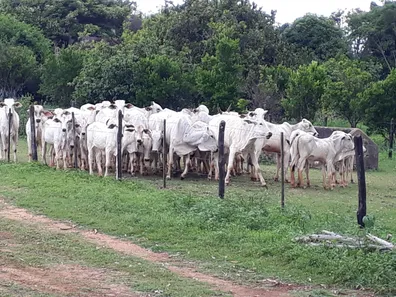 Lote/Terreno à venda, 20000m² no , Araçaí