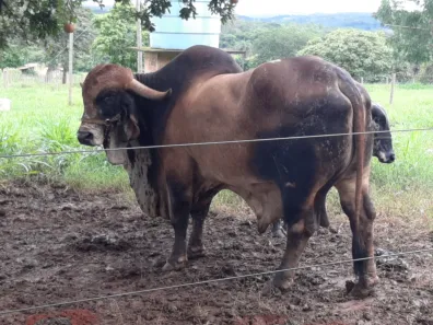 Lote/Terreno à venda, 20000m² no , Paraopeba