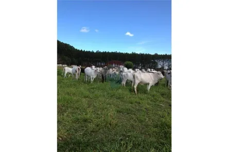 Fazenda/Sítio com 1 Quarto à venda, 138m² no Centro, Mucuri