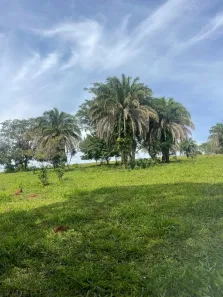 Fazenda/Sítio com 3 Quartos à venda, 72600m² no Área Rural de Inhumas, Inhumas