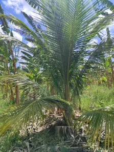 Fazenda/Sítio com 3 Quartos para alugar, 380000m² no , São José de Mipibu