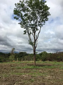 Lote/Terreno à venda, 33000m² no Citrolândia, Betim