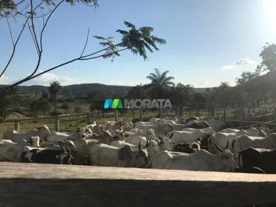 Fazenda/Sítio com 1 Quarto à venda, 285m² no , Inhaúma
