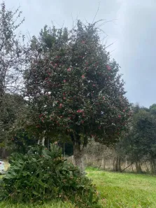 Fazenda/Sítio com 3 Quartos para alugar, 150m² no Santa Catarina, Caxias do Sul