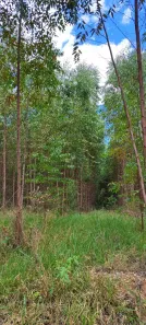 Fazenda/Sítio com 1 Quarto à venda, 30m² no Área Rural de Pratânia, Pratânia