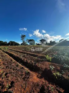 Fazenda/Sítio com 3 Quartos à venda, 40000m² no Setor IND. MUNIR CALIXTO, Anápolis