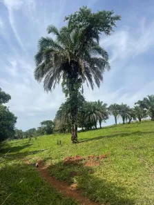 Fazenda/Sítio com 3 Quartos à venda, 72600m² no Área Rural de Inhumas, Inhumas