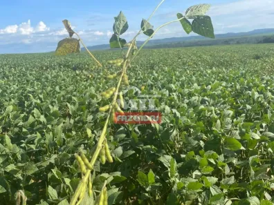 Fazenda/Sítio à venda, 500m² no , São Luíz do Norte