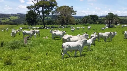 Fazenda/Sítio à venda, 5008300m² no Centro, Leopoldo de Bulhões