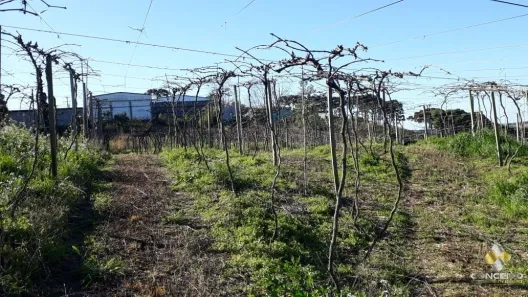 Fazenda/Sítio à venda, 135000m² no Nova Vicenza, Farroupilha
