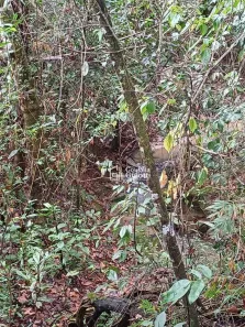 Fazenda/Sítio com 3 Quartos à venda, 4640m² no , Silvânia