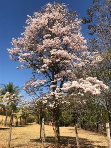Fazenda/Sítio à venda, 150m² no , Silvânia