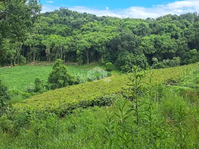 Fazenda/Sítio com 1 Quarto à venda, 208m² no Área Rural de Farroupilha, Farroupilha