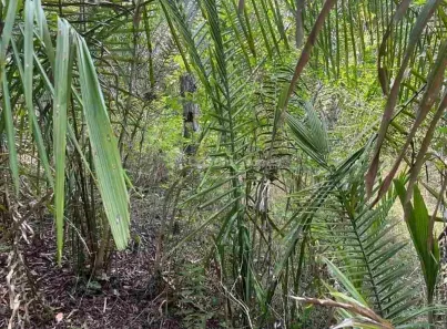 Lote/Terreno à venda, 10m² no , Demerval Lobão