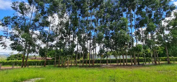 Fazenda/Sítio com 1 Quarto à venda, 20000m² no Brazlândia, Brasília