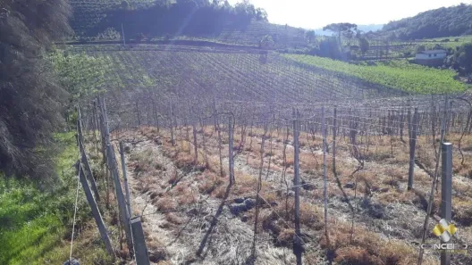Fazenda/Sítio à venda, 135000m² no Nova Vicenza, Farroupilha