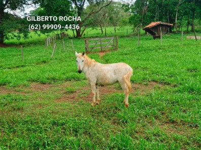 Fazenda/Sítio à venda, 1452000m² no Área Rural, Goianira