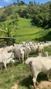 Fazenda/Sítio com 5 Quartos à venda, 350m² no Posse, Petrópolis