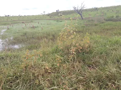 Lote/Terreno à venda, 20000m² no , Araçaí